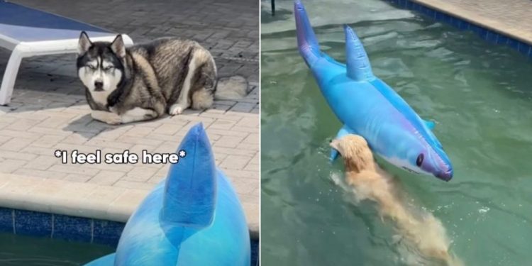 Owner Captures Four Dogs’ Reaction To Fake Shark in Pool