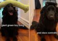 Dog Learns New Trick of Balancing Objects on His Head