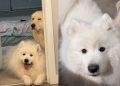 Owner Shows What Happens After Samoyed Gets Furry Sibling
