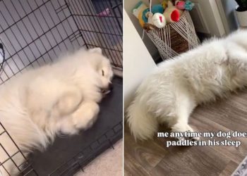 Owner Captures Dog Paddling in His Sleep