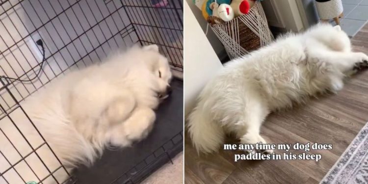 Owner Captures Dog Paddling in His Sleep