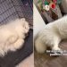 Owner Captures Dog Paddling in His Sleep