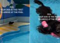 Dog Starts Doing ‘Happy Hops’ After Arriving First at Pool