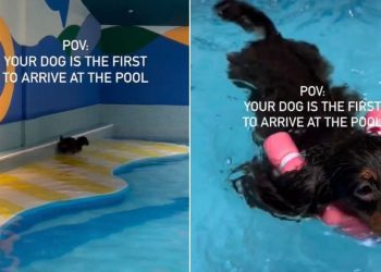 Dog Starts Doing ‘Happy Hops’ After Arriving First at Pool