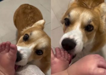 Corgi Makes Baby Laugh With Adorable Little Kisses