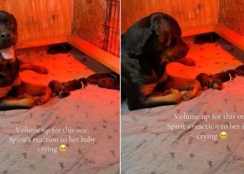 Dog Completely Freezes When She Hears Her Baby Crying, Then Does This