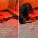Dog Completely Freezes When She Hears Her Baby Crying, Then Does This