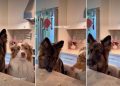 Dog Siblings’ ‘Cheese Challenge’ Ends With Unexpected Twist