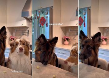 Dog Siblings’ ‘Cheese Challenge’ Ends With Unexpected Twist