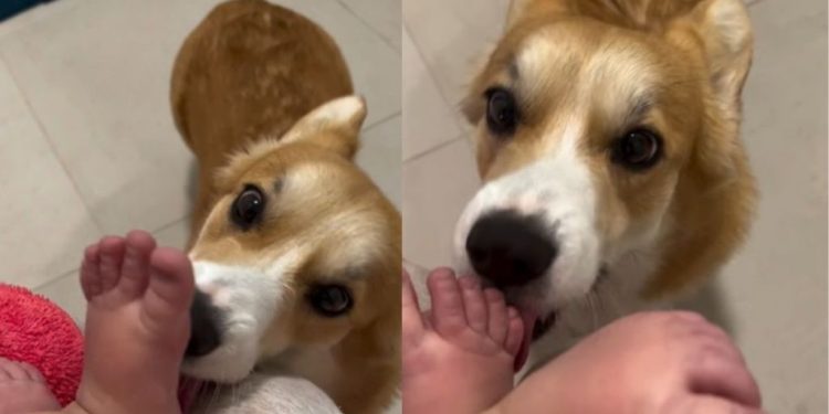 Corgi Makes Baby Laugh With Adorable Little Kisses