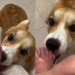 Corgi Makes Baby Laugh With Adorable Little Kisses
