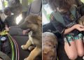 Puppy Makes Little Boy Cry Happy Tears When They First Meet, Then Gets Sweet Hug