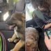 Puppy Makes Little Boy Cry Happy Tears When They First Meet, Then Gets Sweet Hug
