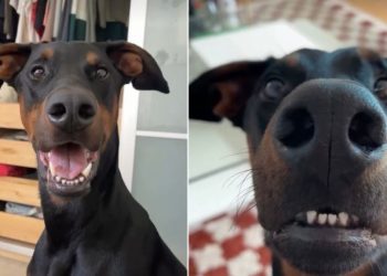 Dog Clearly Communicates a List of Things He Doesn’t Like