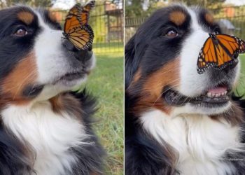 Rescue Dog Sitting With Butterfly on Nose Is Pure Storybook Magic
