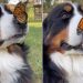 Rescue Dog Sitting With Butterfly on Nose Is Pure Storybook Magic