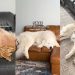 Owner Reveals Dogs’ Careers Based on How They Sleep