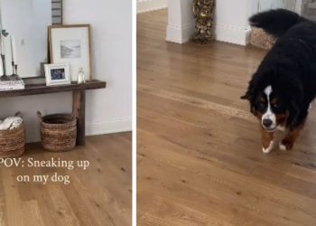 Owner Never Succeeds in Sneaking up on Dog as He Always Knows