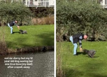Senior Dog Runs Across Park To Meet One True Love & It’s Just Grandpa