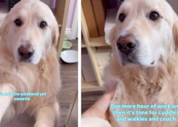 Dog Politely Asks Owner To Stop Working & Spend Time With Him