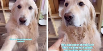 Dog Politely Asks Owner To Stop Working & Spend Time With Him