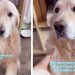 Dog Politely Asks Owner To Stop Working & Spend Time With Him