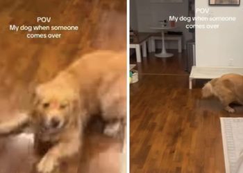 Owner Shares Dog’s Reaction When Someone Comes Over