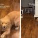 Owner Shares Dog’s Reaction When Someone Comes Over