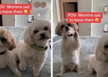 Dogs’ Cute Head & Paw Gestures Make It Hard for Mom To Leave