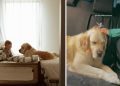 Golden Retriever’s Head Meets Little Boy’s Tiny Hand During Car Ride