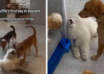 Puppy Pretends Not To See Owners To Avoid Leaving Daycare