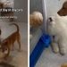 Puppy Pretends Not To See Owners To Avoid Leaving Daycare