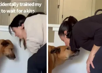 Dog Has Food Right in Front of Him, but Still Looks to Mom for a Kiss