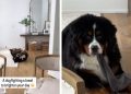 Dog Takes up Fight With Towel & Clearly Comes Out Victorious