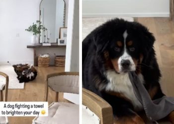 Dog Takes up Fight With Towel & Clearly Comes Out Victorious