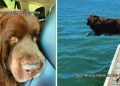 Big Dog Looks Crushed Leaving Grandma, Until a Swim Changes His Whole Mood