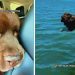 Big Dog Looks Crushed Leaving Grandma, Until a Swim Changes His Whole Mood