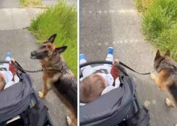 Big Dog Slows Down for Little Baby, Even Guards Her Like She’s Walking Him