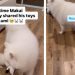 Dog ‘Accidentally’ Sharing Toy With Little Furry Sister Is Peak Sibling Behavior