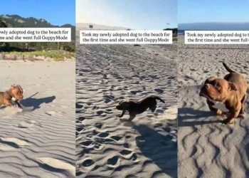 Shelter Dog Visits Beach for First Time After Adoption, Runs Free Like a Kid