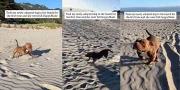 Shelter Dog Visits Beach for First Time After Adoption, Runs Free Like a Kid