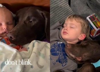 Dog Still Cuddles Little Boy Same Way They Used to When He Was Just a Baby