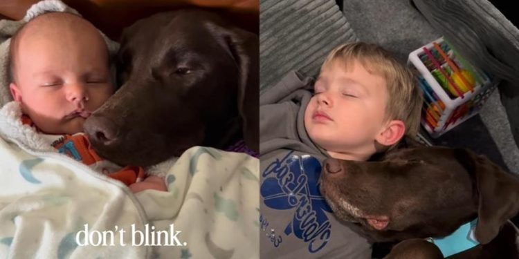 Dog Still Cuddles Little Boy Same Way They Used to When He Was Just a Baby