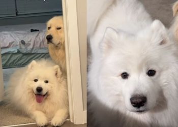 Owner Shows What Happens After Samoyed Gets Furry Sibling