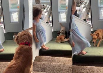 Golden Retriever’s Part of Kids’ Team Enjoying Mattress Slide