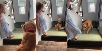 Golden Retriever’s Part of Kids’ Team Enjoying Mattress Slide