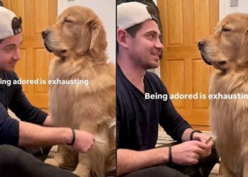Dog Can’t Keep Eyes Open as He Enjoys Dad Brushing His Hair