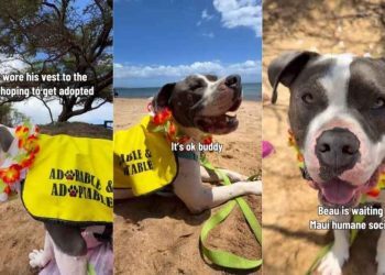 Shelter Dog Waits at the Beach & Still Smiles When Nobody Notices Him