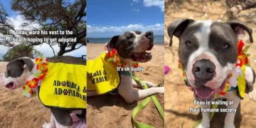 Shelter Dog Waits at the Beach & Still Smiles When Nobody Notices Him