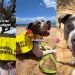 Shelter Dog Waits at the Beach & Still Smiles When Nobody Notices Him